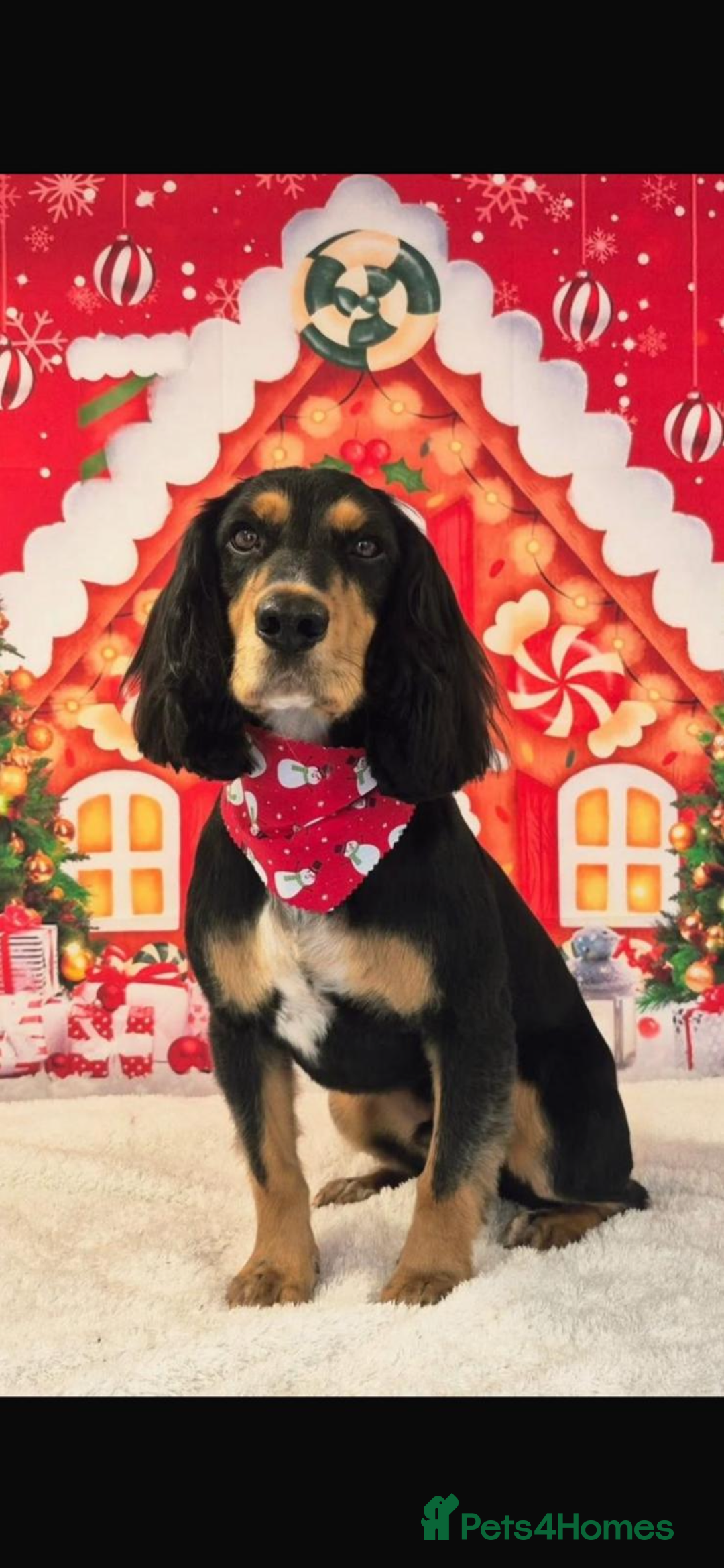 Cocker Spaniel dogs for sale: 2 year old working cocker spaniel - Advert 8