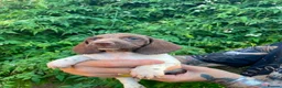 Dachshund dogs for sale: Beautiful litter of Rainbow Puppies - Advert 15