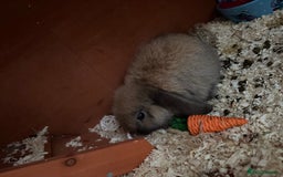 Mini Lop rabbits for sale: Looking for a forever home  - Image 4
