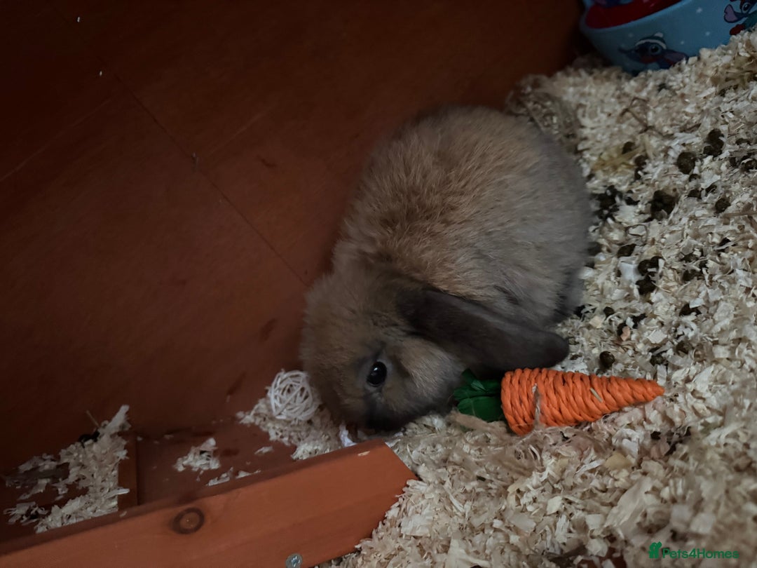 Mini Lop rabbits for sale: Looking for a forever home  - Image 4