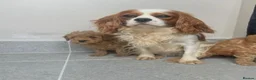 Cavapoo dogs for sale: Stunning f1 Cavapoo puppies  - Advert 4