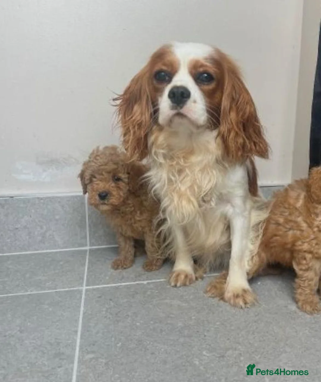 Cavapoo dogs for sale: Stunning f1 Cavapoo puppies  - Advert 4