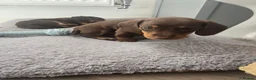 Miniature Dachshund dogs for sale: Miniature Dachshund Puppies - Advert 12