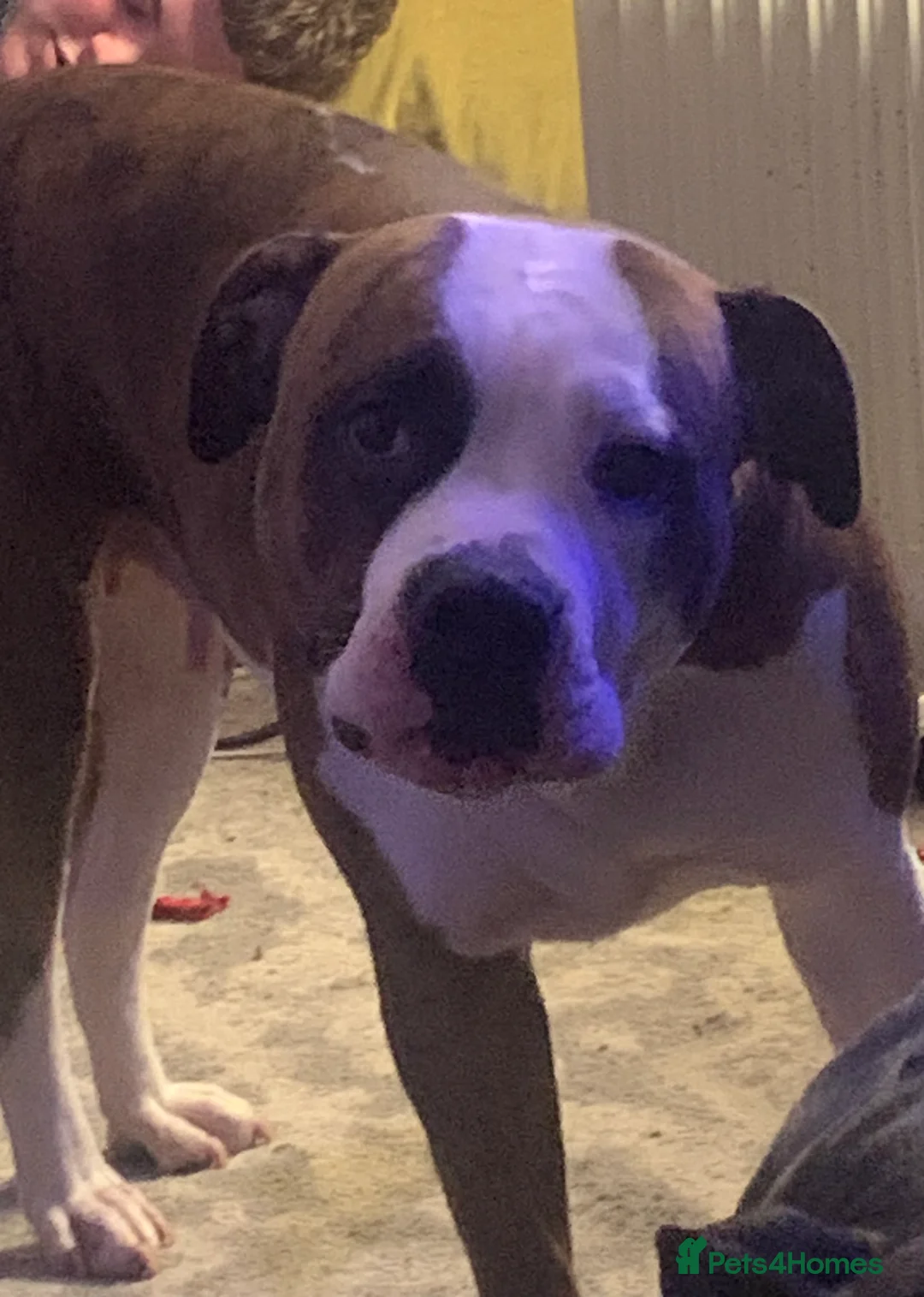 American Bulldog dogs for sale: Bella - Advert 2