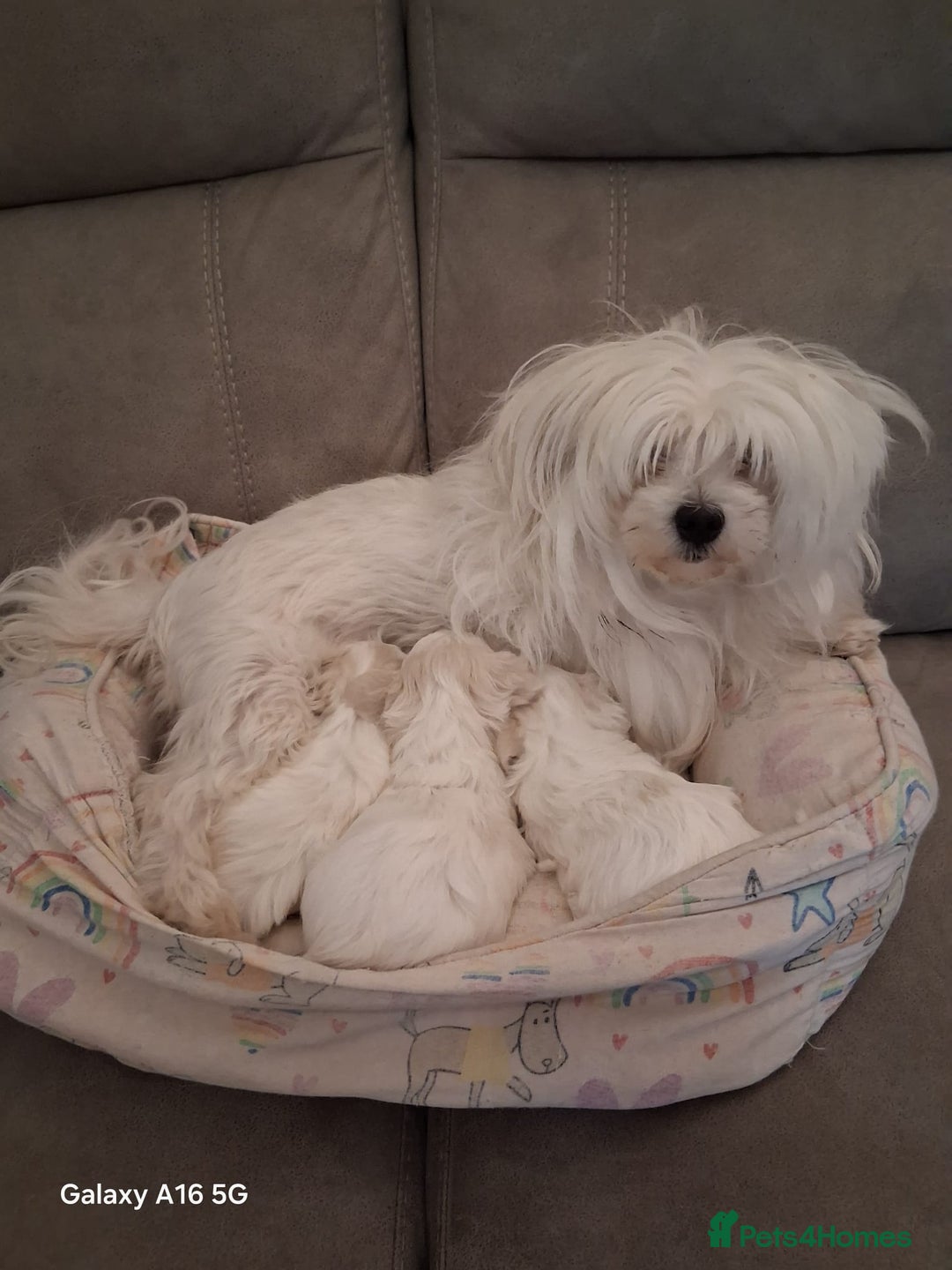 Maltese dogs for sale: Maltese puppies  - Image 6