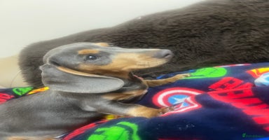 Miniature Dachshund dogs - Advert 7