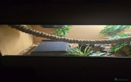 Python Snake reptiles for sale: Banana Royal Python - Image 10