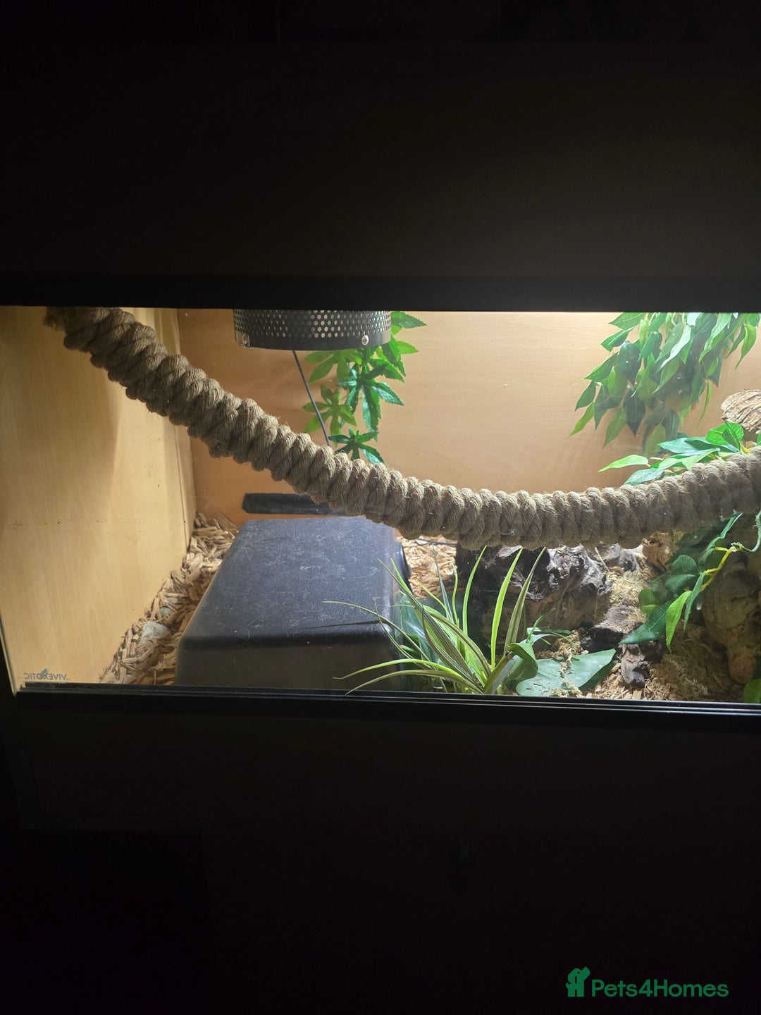 Python Snake reptiles for sale: Banana Royal Python - Image 10