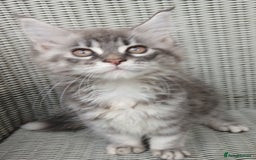 Maine Coon cats for sale: Beautiful chunky TICA reg girl ready now!! - Image 1