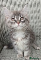 Maine Coon cats - Advert 9