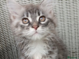 Maine Coon cats - Advert 29