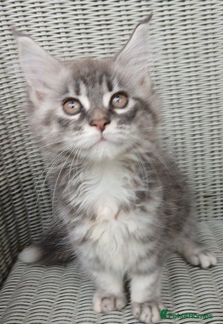 Maine Coon cats - Advert 1