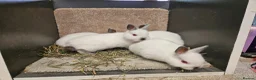 Netherland Dwarf rabbits for sale: Pure Bred Himalayan Dwarfs bucks and does  - Advert 3