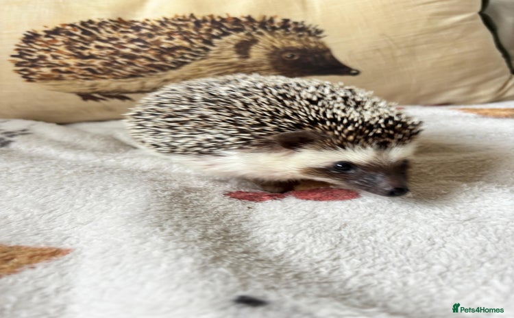 Pygmy Hedgehog rodents - Advert 1
