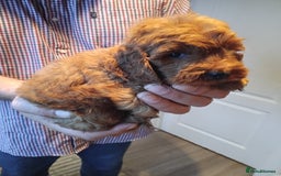 Cockapoo dogs for sale: Cockapoo puppies f1 show) ❤️ fox Red. !!!!!!. - Image 14