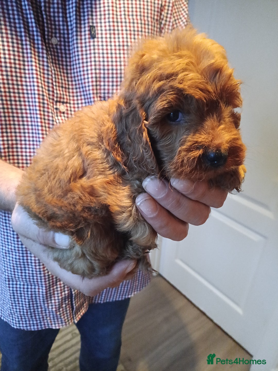 Cockapoo dogs for sale: Cockapoo puppies f1 show) ❤️ fox Red. !!!!!!. - Image 14