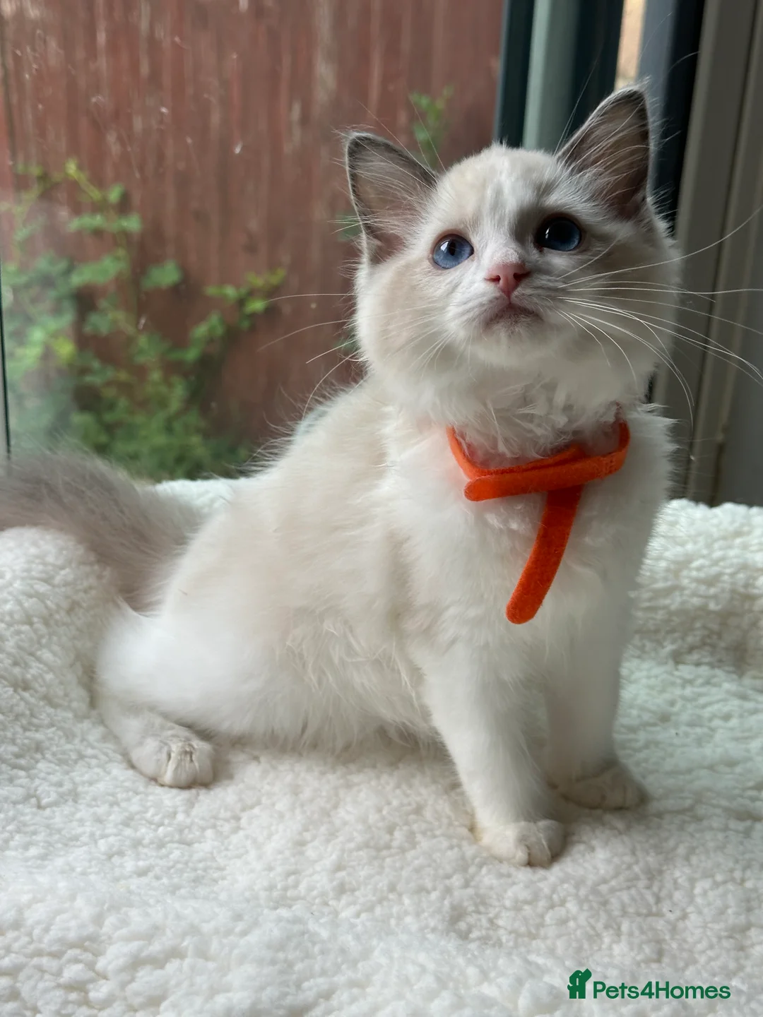 Ragdoll cats for sale:  TICA Quality Beautiful ragdoll kittens 😻🌟 - Advert 35