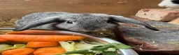 Mini Lion Lop rabbits for sale: Baby Rabbits for sale  - Advert 13