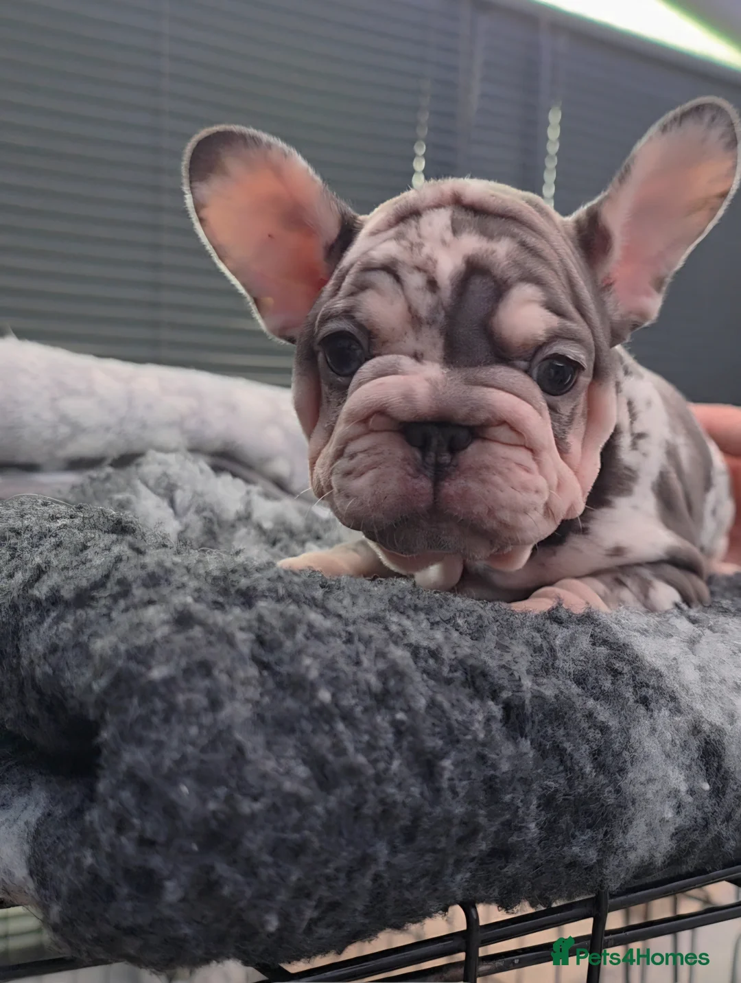 French Bulldog dogs for sale: 💥 Unique French Bulldog puppies 💥 - Advert 33