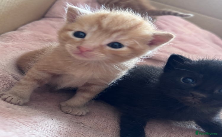 Mixed Breed cats - Advert 13