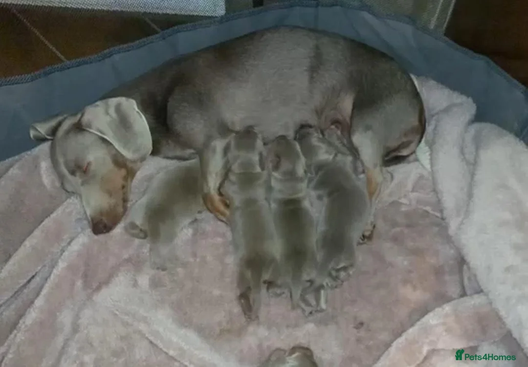 Miniature Dachshund dogs for sale: MINIATURE DACHSHUND MALE PUPPY KC REGISTERED in Colchester - Advert 3