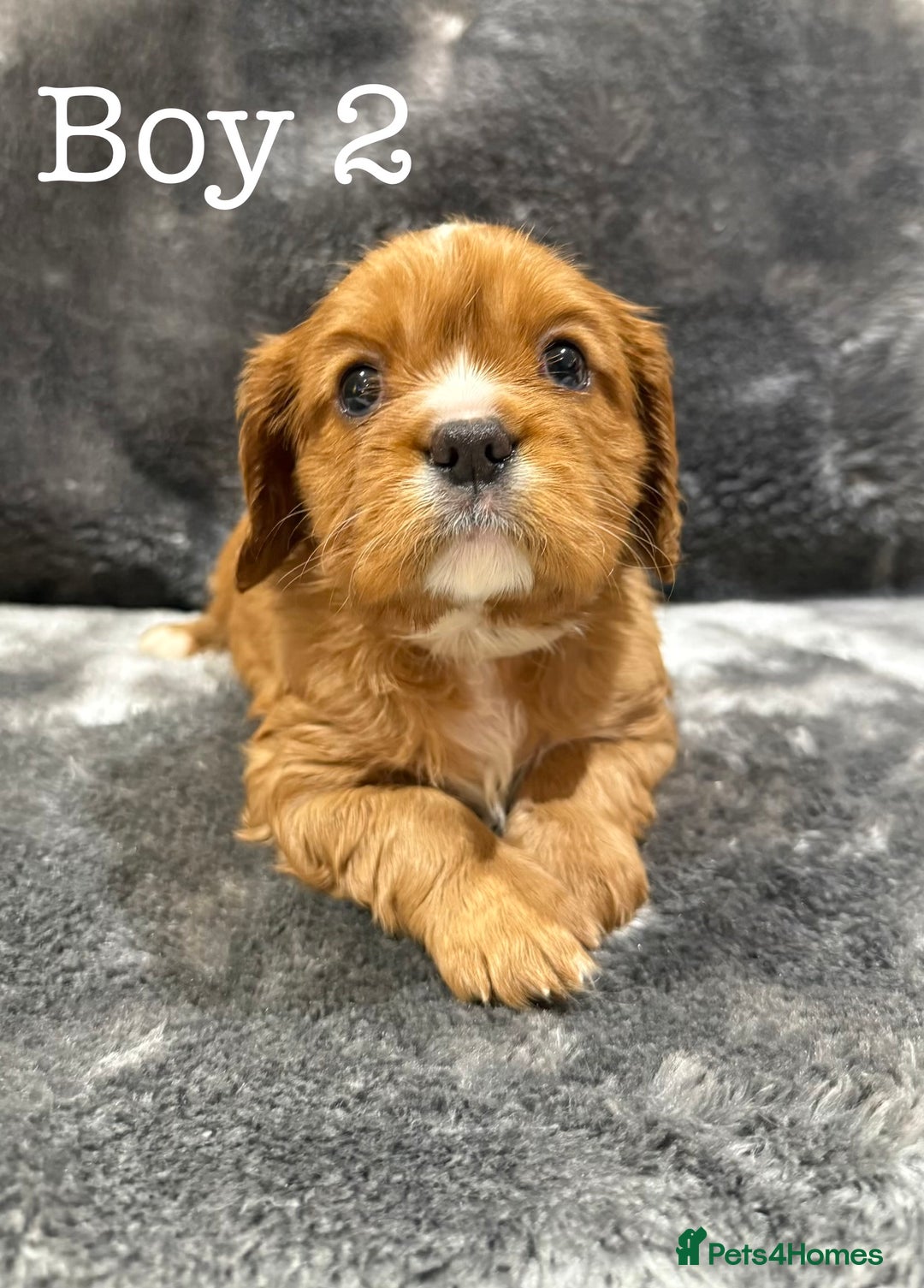 Cavalier King Charles Spaniel dogs for sale: Cavalier King Charles Spaniel  - Advert 2