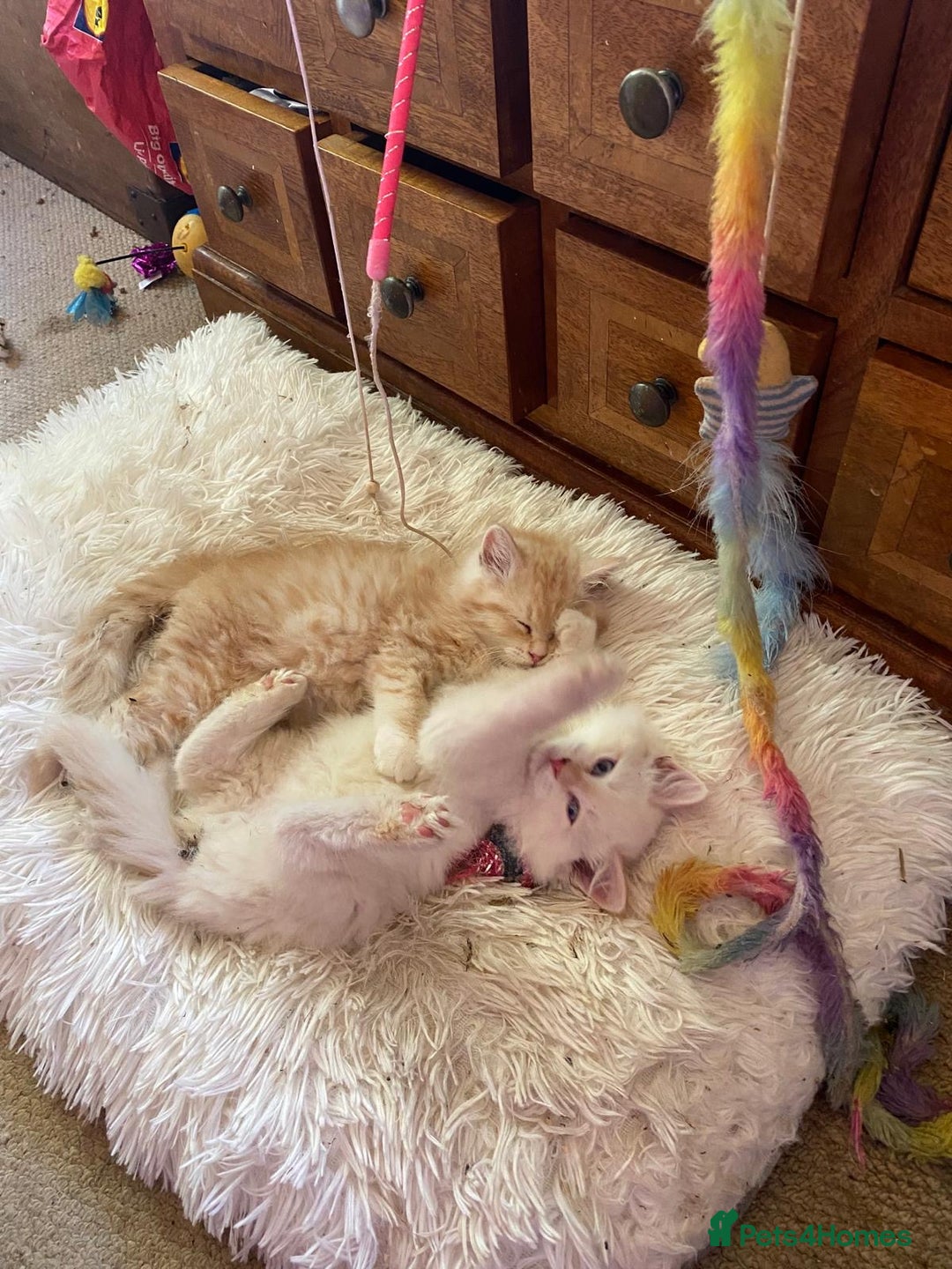 Siberian cats for sale: x5 Adorable Pure Siberian Kittens to re-home😻 - Image 23