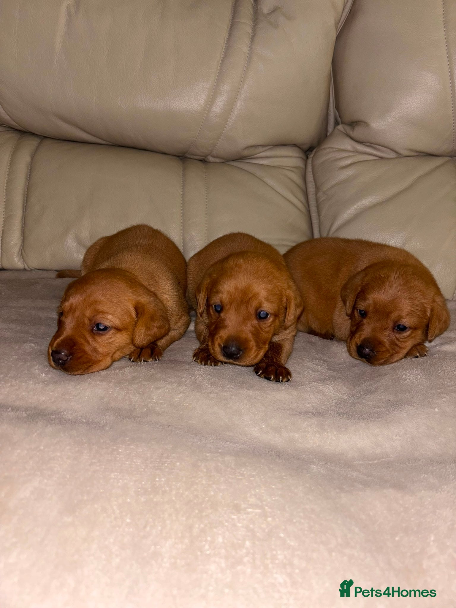 Labrador Retriever dogs 9 Fox Red Labrador Puppies - Advert 2