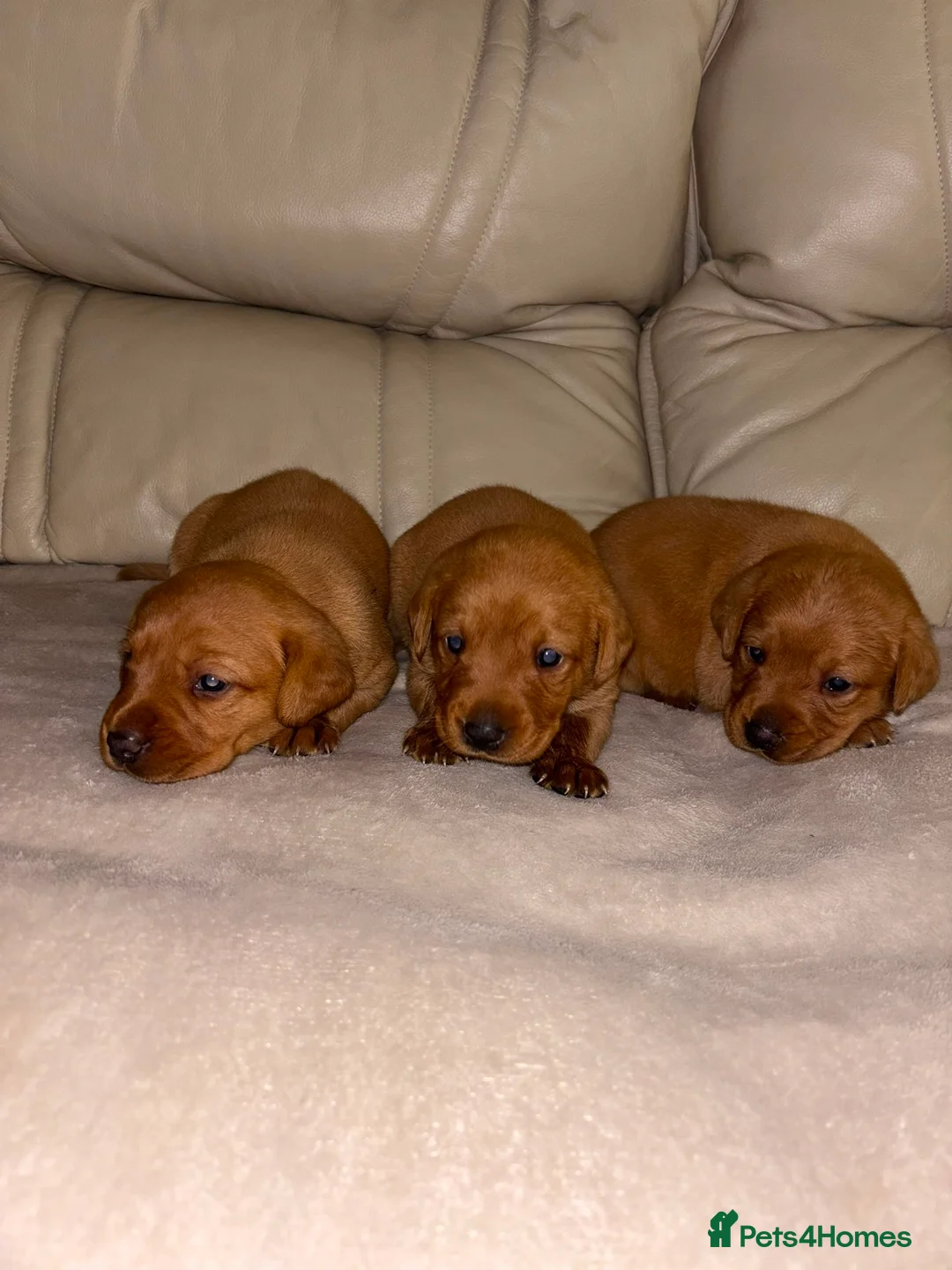 Labrador Retriever dogs for sale: 9 Fox Red Labrador Puppies - Advert 2