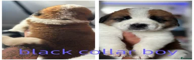 Saint Bernard 1