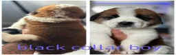 Saint Bernard dogs for sale: Baby bears - Advert 23