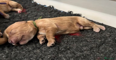 Cavapoo dogs Gorgeous F1 Cavapoo puppies. Health tested parents - Advert 11