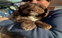 Cockapoo dogs for sale: Cockapoo puppy for sale - Image 4