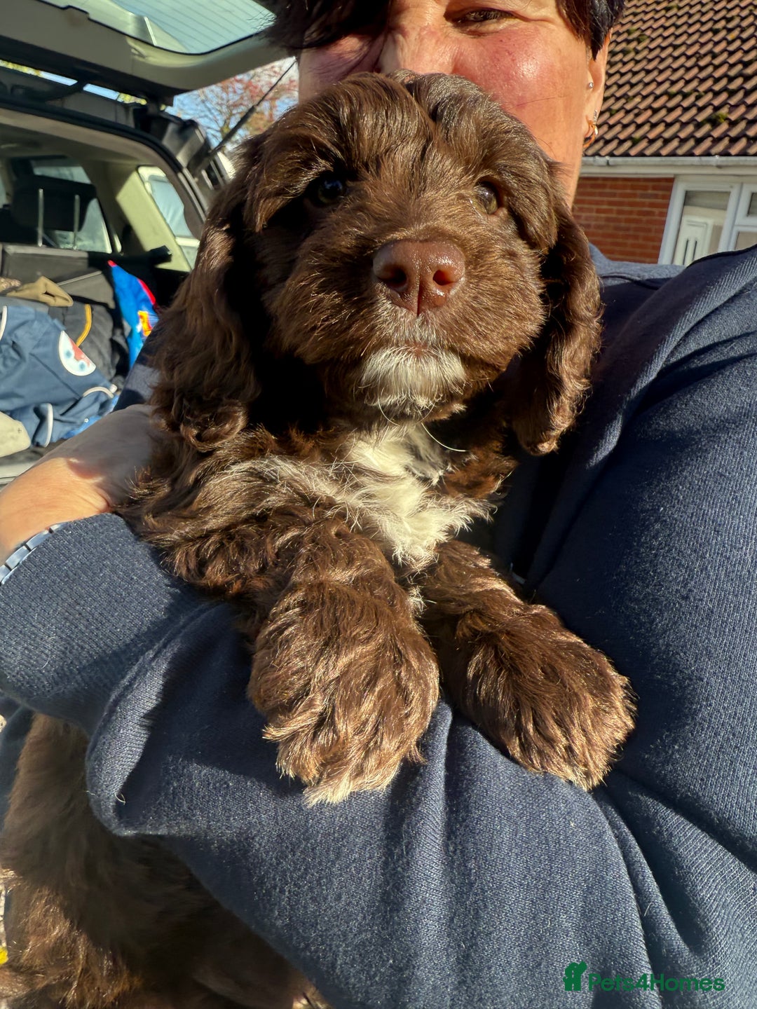 Cockapoo dogs for sale: Cockapoo puppy for sale - Image 4