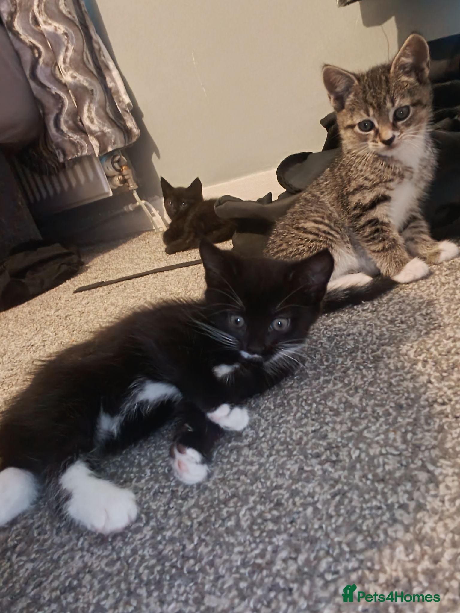 Mixed Breed cats mixed bread kittens  - Advert 3