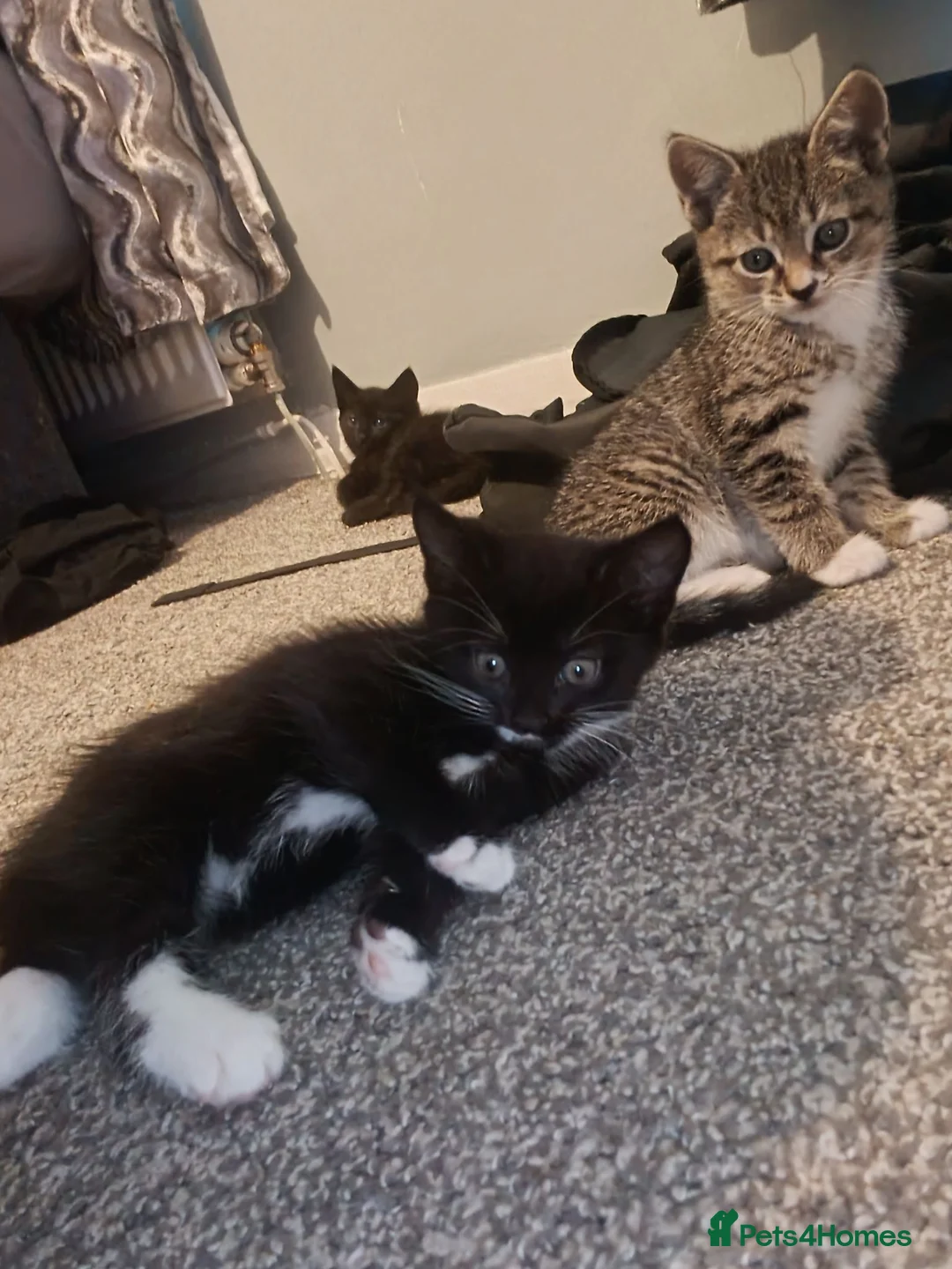 Mixed Breed cats for sale: mixed bread kittens  - Advert 1