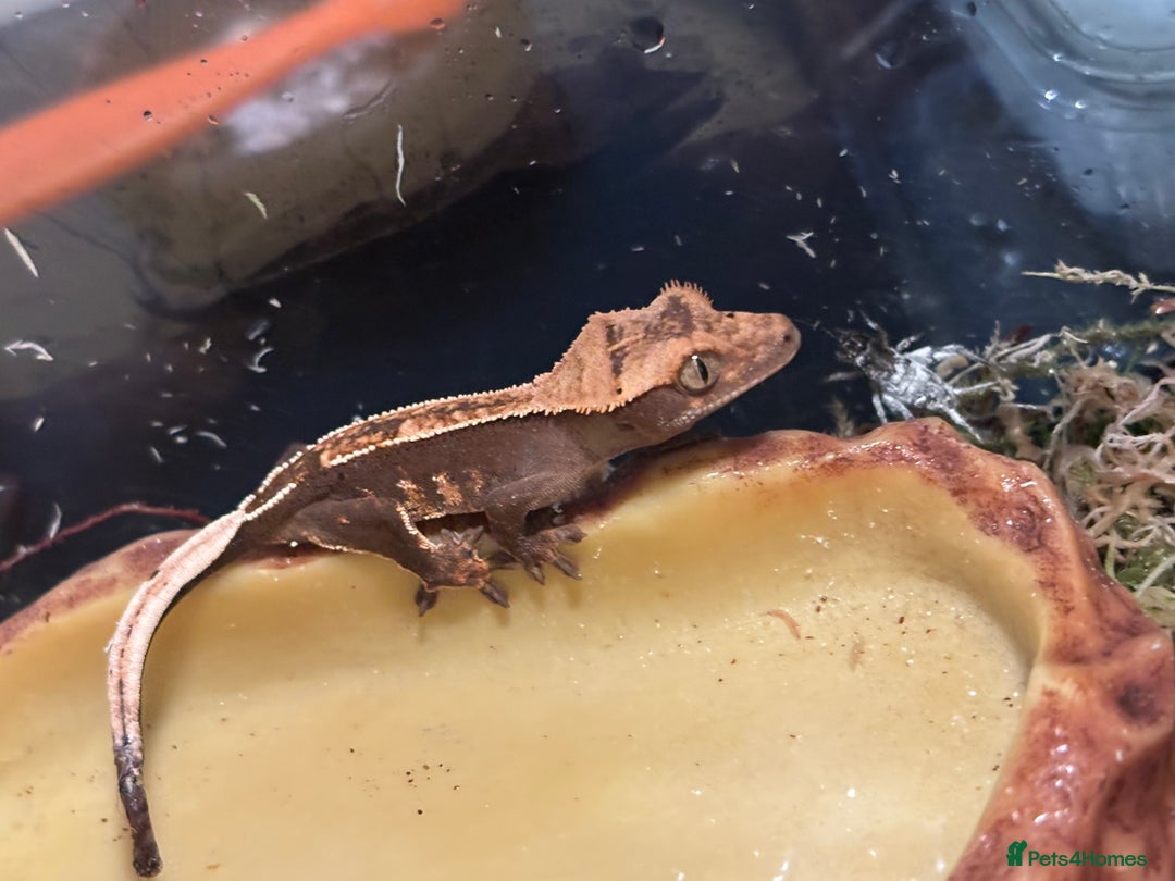 Gecko reptiles for sale: Female Gecko  - Image 3