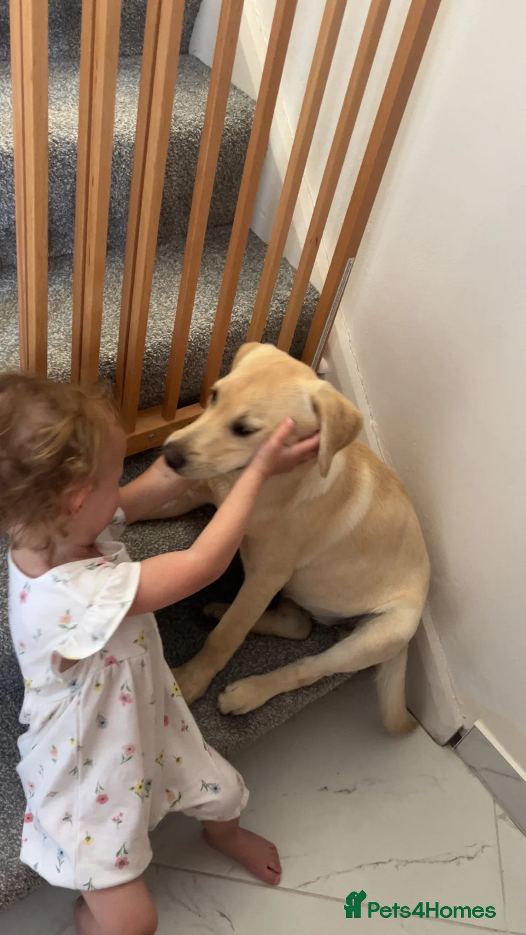 Labrador Retriever dogs for sale: 7 month old lab  - Advert 4