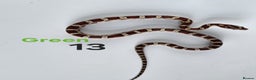 Corn Snake reptiles for sale: Baby Cornsnakes  - Advert 17