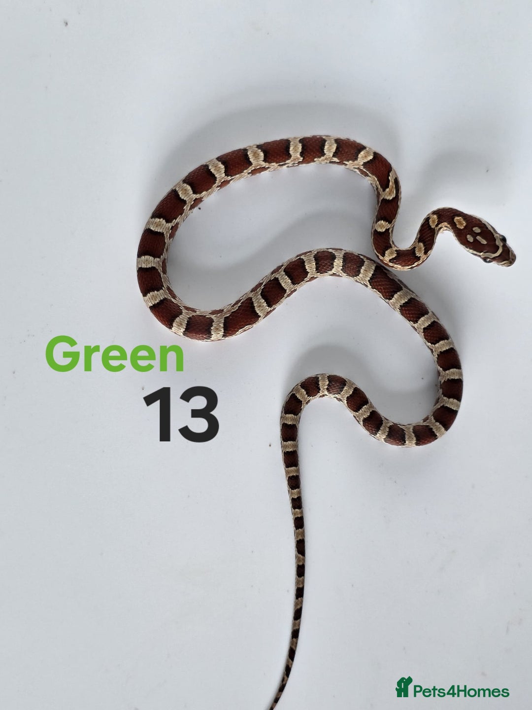 Corn Snake reptiles for sale: Baby Cornsnakes  - Advert 17