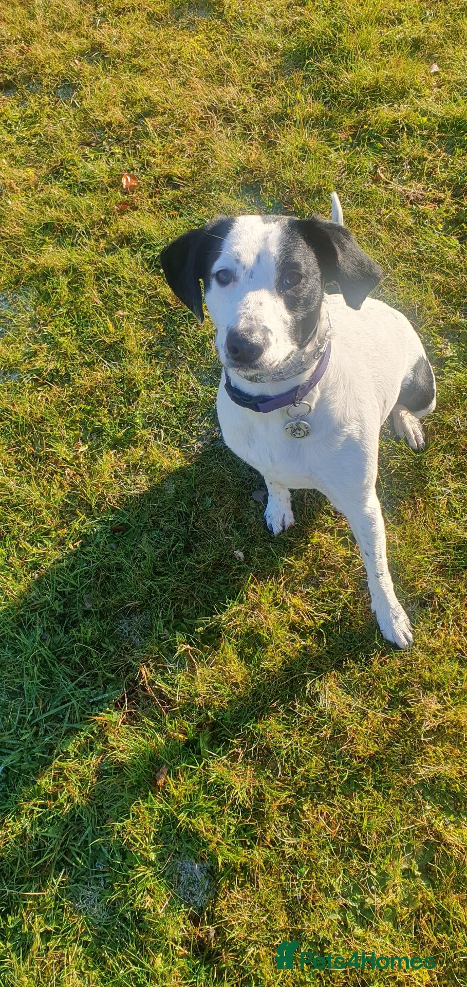 Border Collie dogs looking for border collie stud - Advert 2