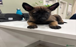 Belgian Shepherd Dog dogs for sale: Belgian Mallinois Male pups for sale - Image 13