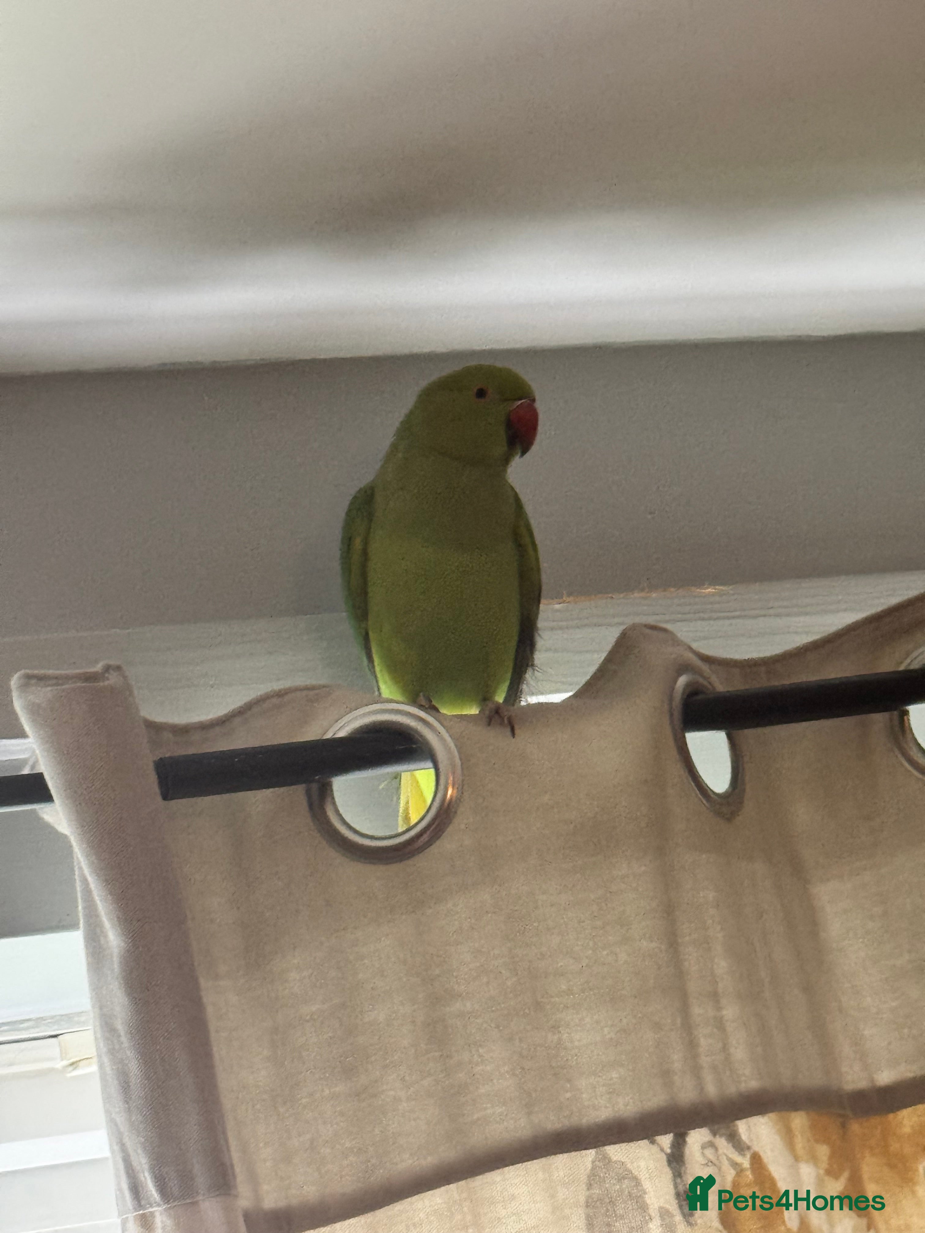 Ringnecks birds Indian ring neck  - Advert 1