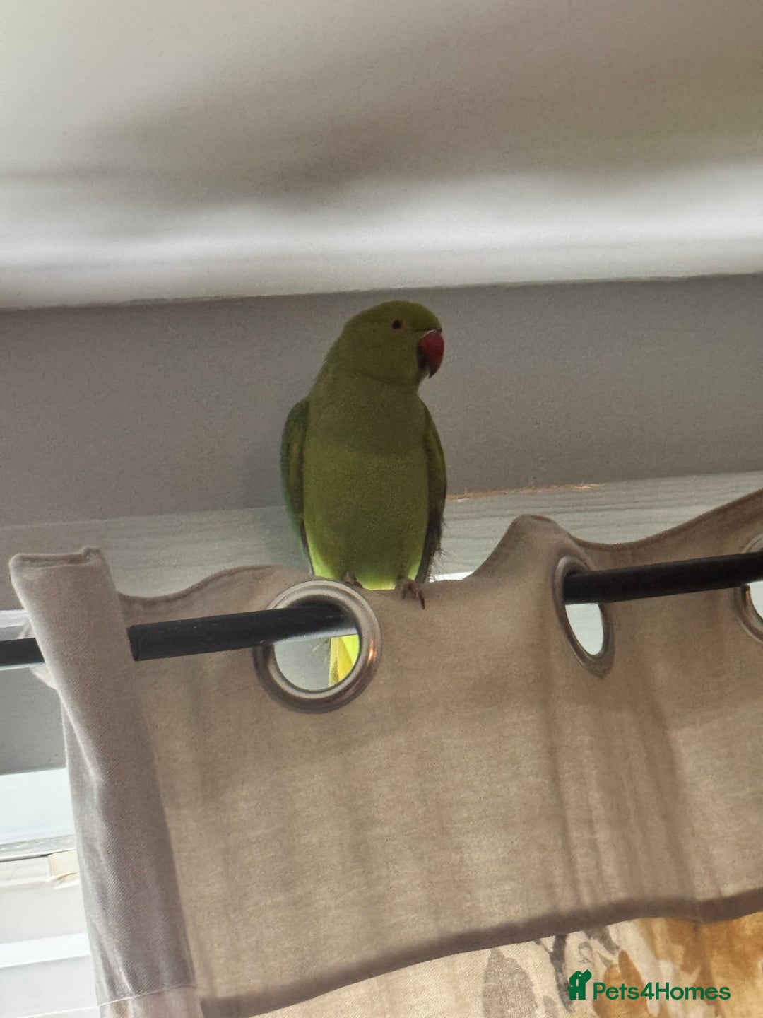 Ringnecks birds for sale: Indian ring neck  - Advert 1