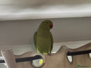 Ringnecks birds Indian ring neck - Advert 1