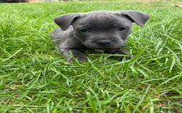 Staffordshire Bull Terrier dogs for sale: KC registered Blue Staffordshire bull terrier’s  in Colchester - Image 9