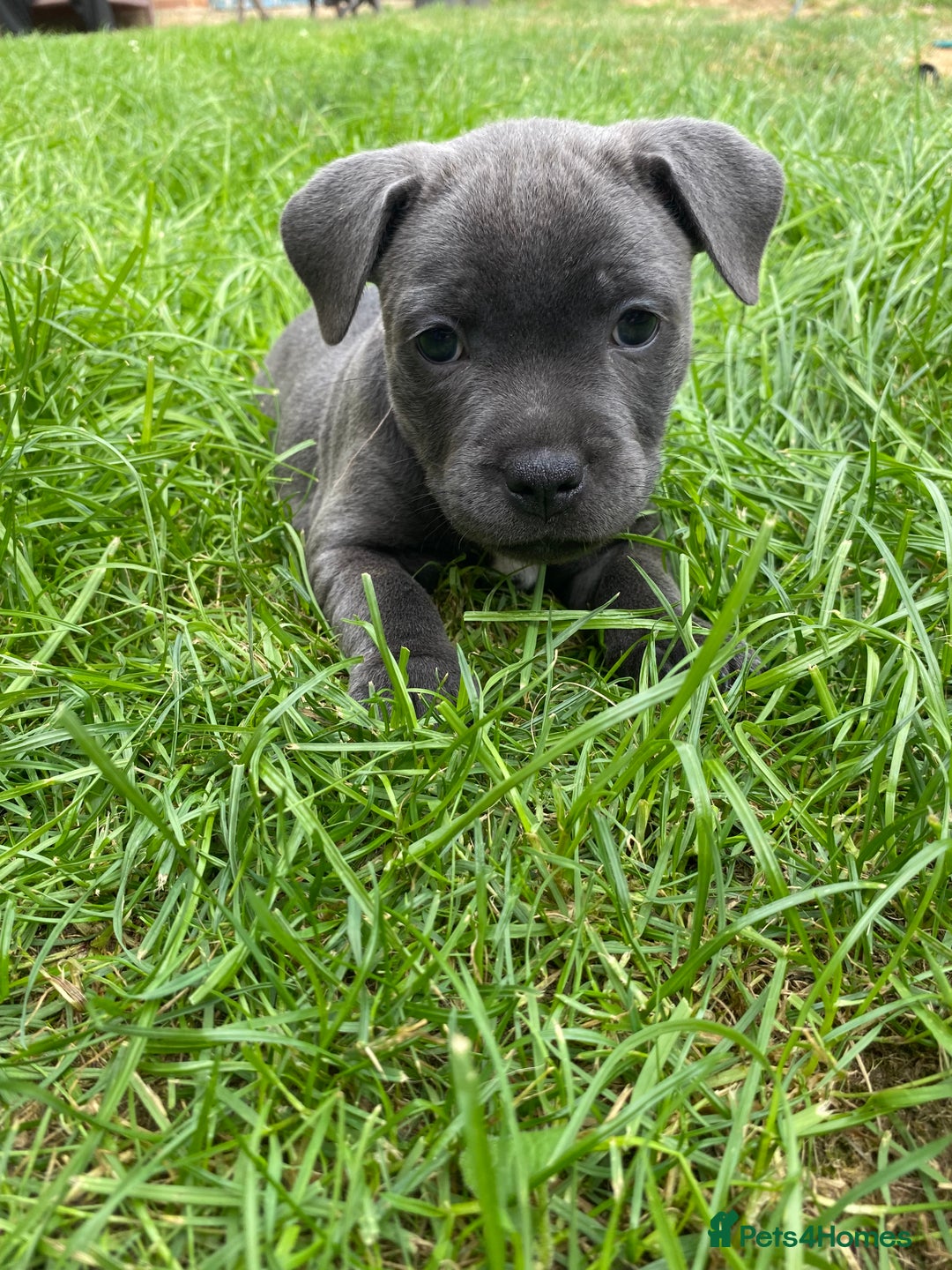 Staffordshire Bull Terrier dogs for sale: KC registered Blue Staffordshire bull terrier’s  in Colchester - Image 9