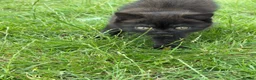 British Shorthair cats for sale: Male chocolate kitten in need of new home  - Advert 8