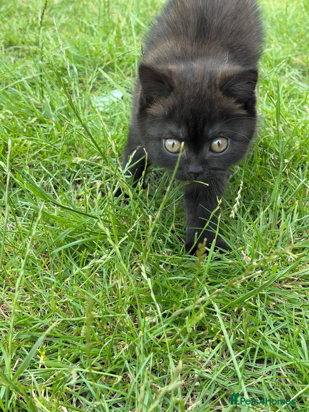 British Shorthair cats for sale: Male chocolate kitten in need of new home  - Advert 8