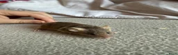 Mouse rodents for sale: Males and females - Advert 13